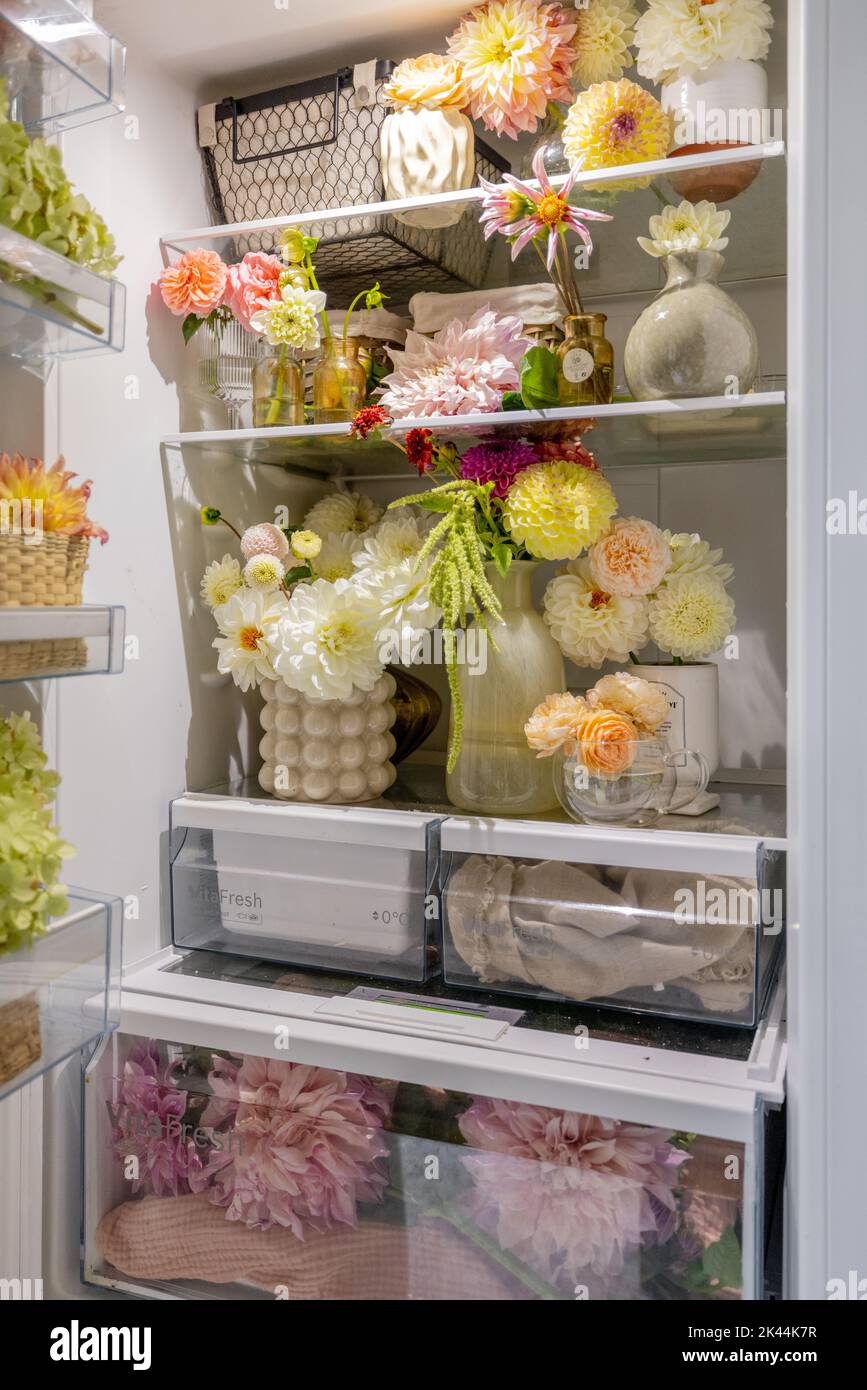 Refrigerator full of different cuted flowers Stock Photo Alamy