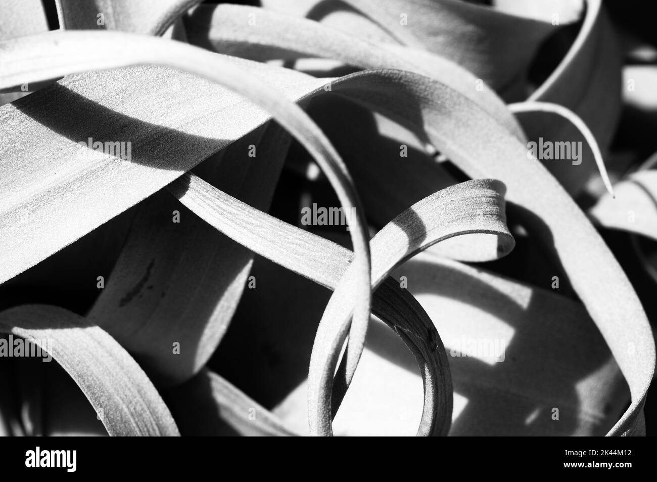Leaves black and white stock photo Stock Photo