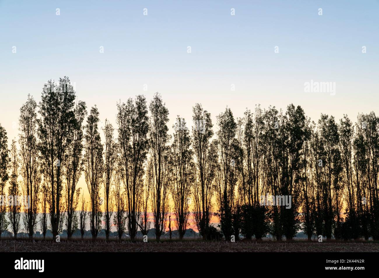The dawn sky with on the horizon a row of silhouetted poplar trees in the autumn. Sky behind the trees is yellow and orange, turning blue above the trees. Stock Photo