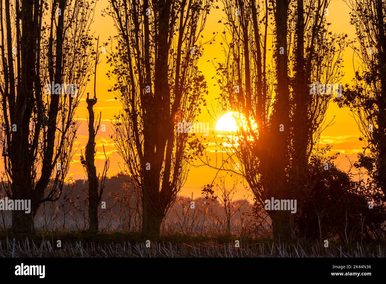 Herne Bay, Kent. 30/09/22. The sunrise seen through a row of poplar trees on farmland at Herne Bay on the Kent coast. A almost cloudless night saw a cold start to the day. Credit-Malcolm Fairman, Alamy Live News. Stock Photo