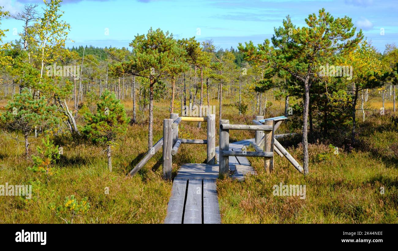 Kemeru, National Nature Park. A wooden path through marsh wetlands with ...