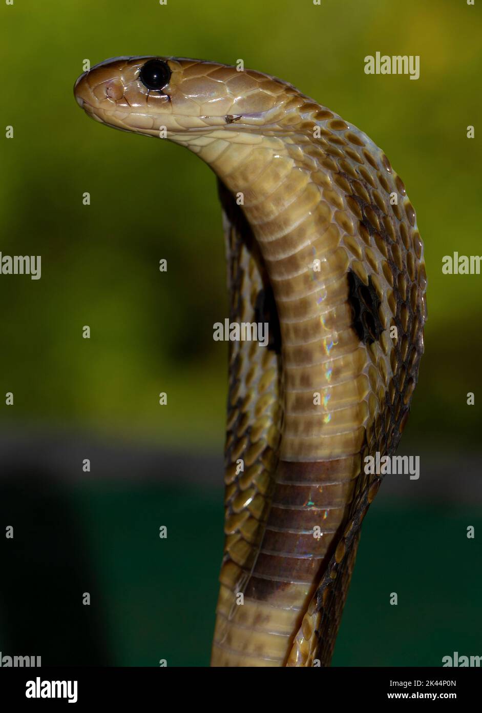 Cobra Snake Hood