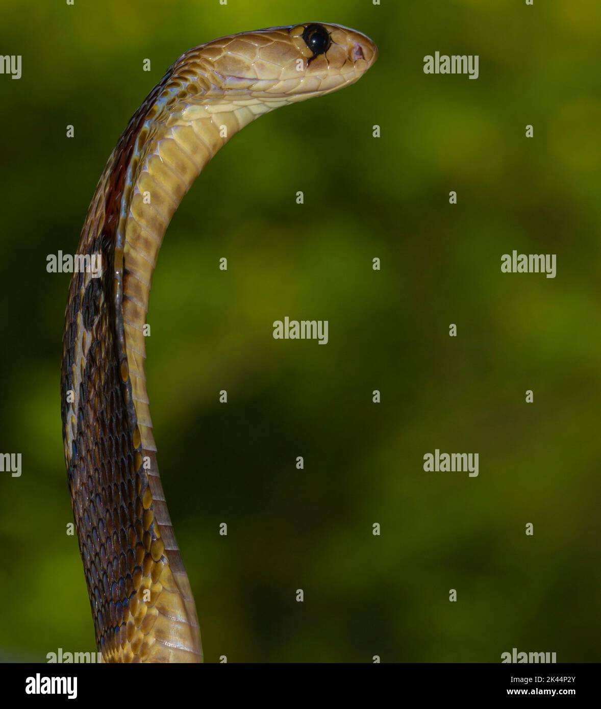 Close up of a snake with hits hood spread to scare predators as a
