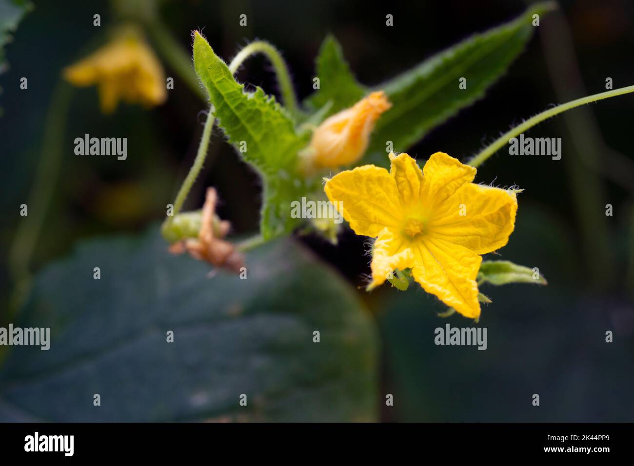 yellow flower of squash plant closeup on natural dark background Stock
