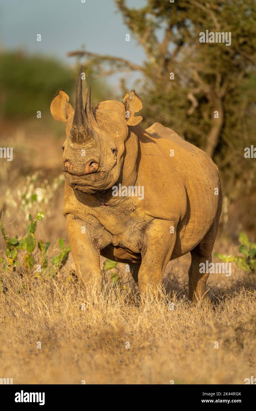 Black rhino stands among cactuses eyeing camera Stock Photo Alamy