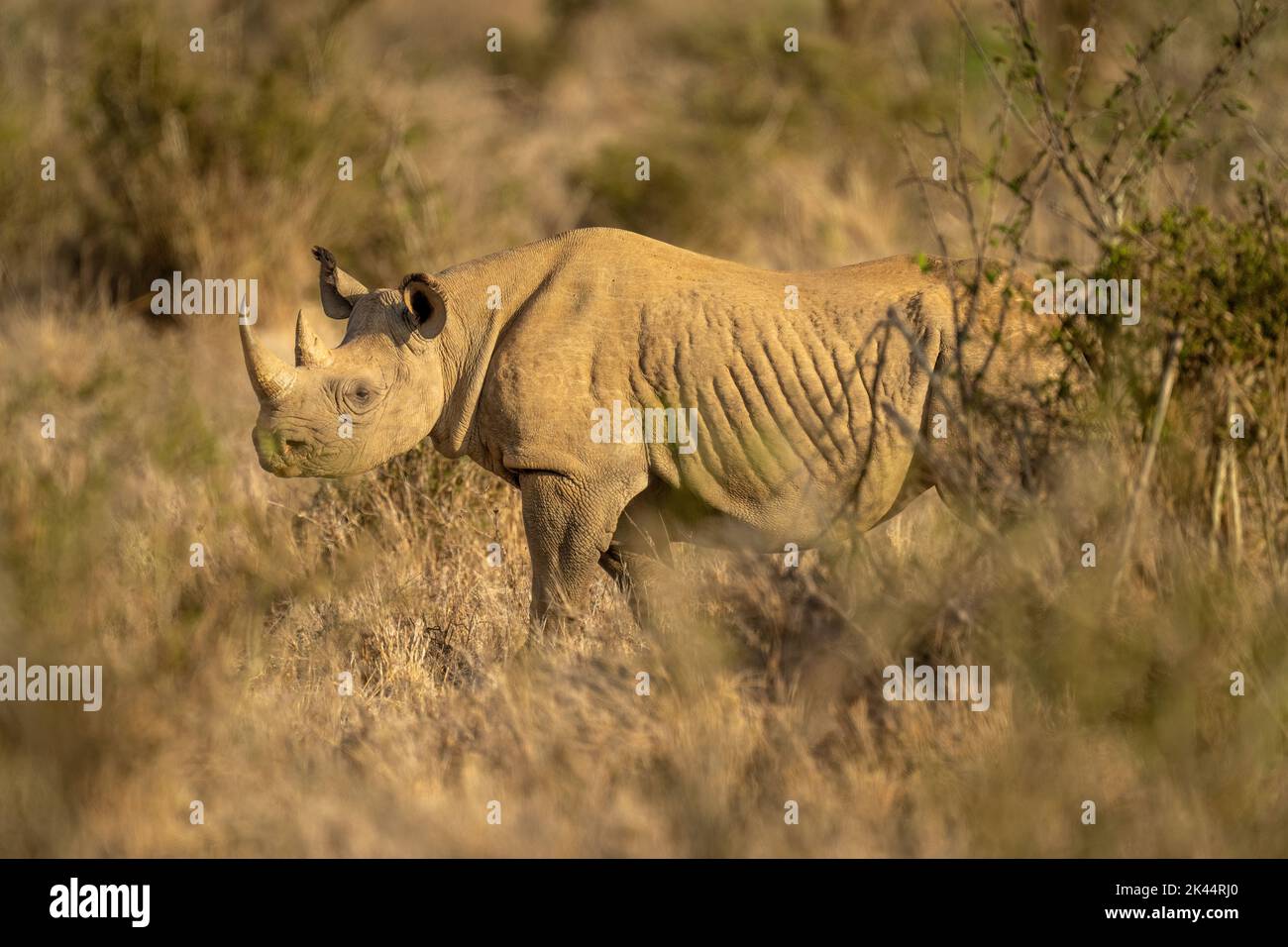 Black rhino stands in sunshine among bushes Stock Photo Alamy