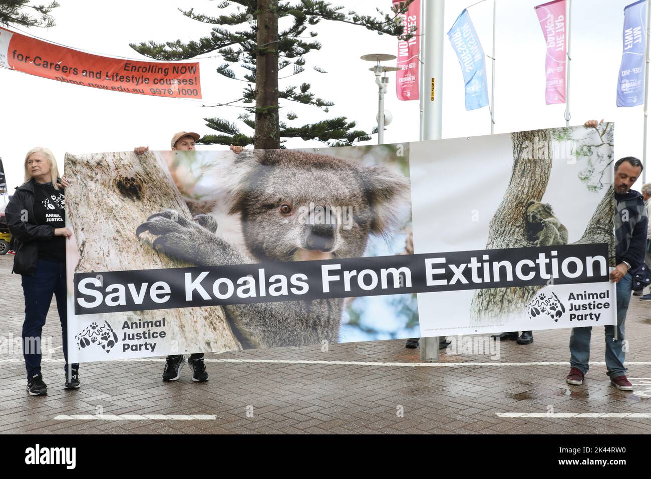Sydney, Australia. 30th September 2022. On Save the Koala Day ...