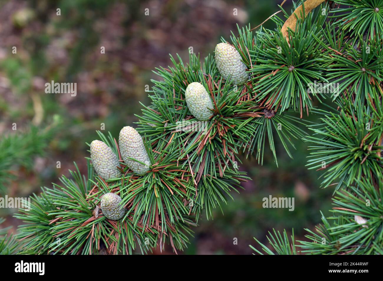 Female cones of the Cedar of Lebanon (Cedrus libani) Stock Photo