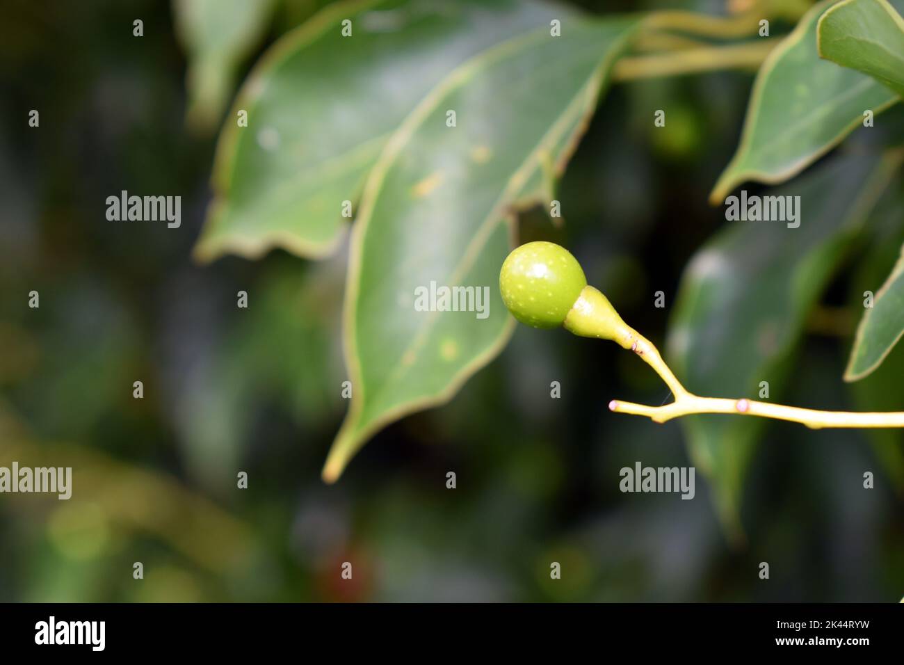 Fruits of the camphor tree (Cinnamomum camphora Stock Photo Alamy