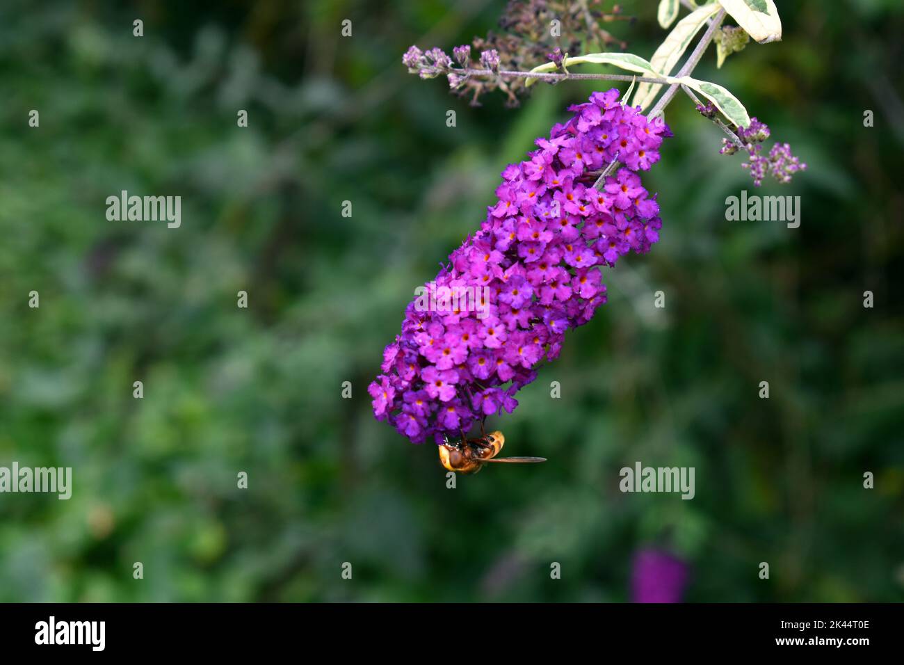 Summer lilac flowers (Buddleja davidii 'Harlequin' ) and the Asian hornet (Vespa velutina) Stock Photo