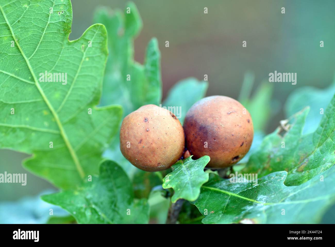 Oak (Quercus robur) galls or cecidia produced by the hymenopteran Andricus kollari Stock Photo