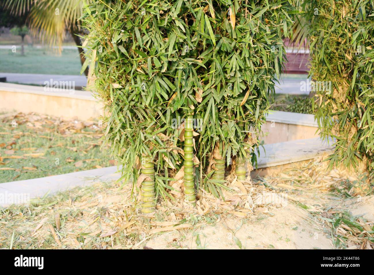 Buddha bamboo (Bambusa ventricosa) cluster in a garden : pix SShukla Stock Photo
