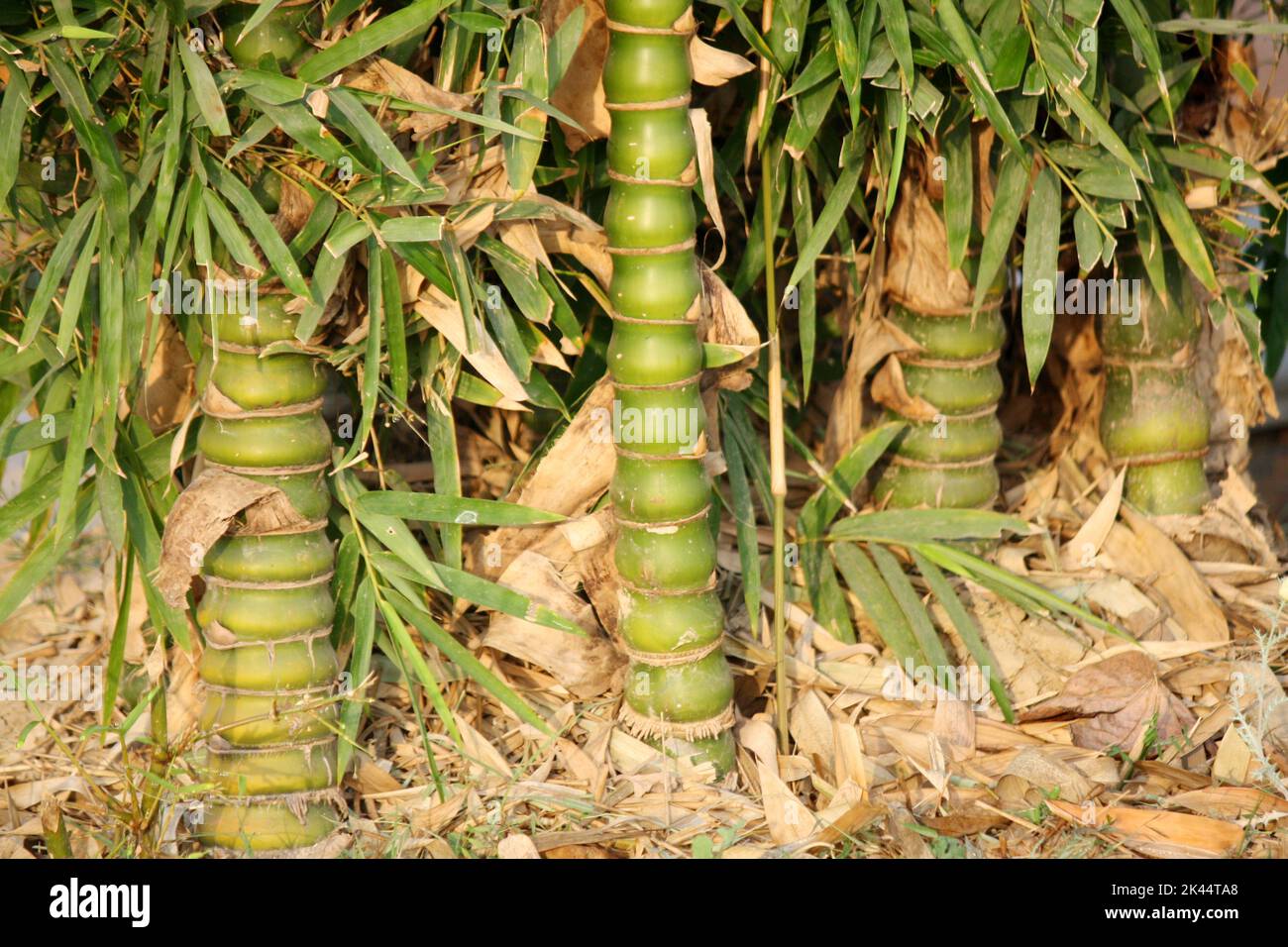 Buddha bamboo (Bambusa ventricosa) cluster in a garden : pix SShukla Stock Photo