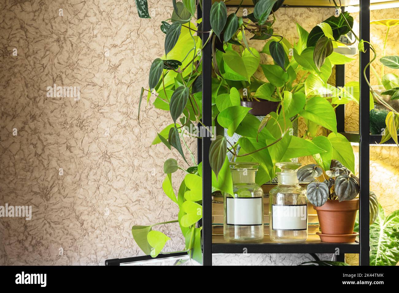 Black metal plant shelf with Epipremnum Neon, Philodendron Micans, Peperomia Silver and