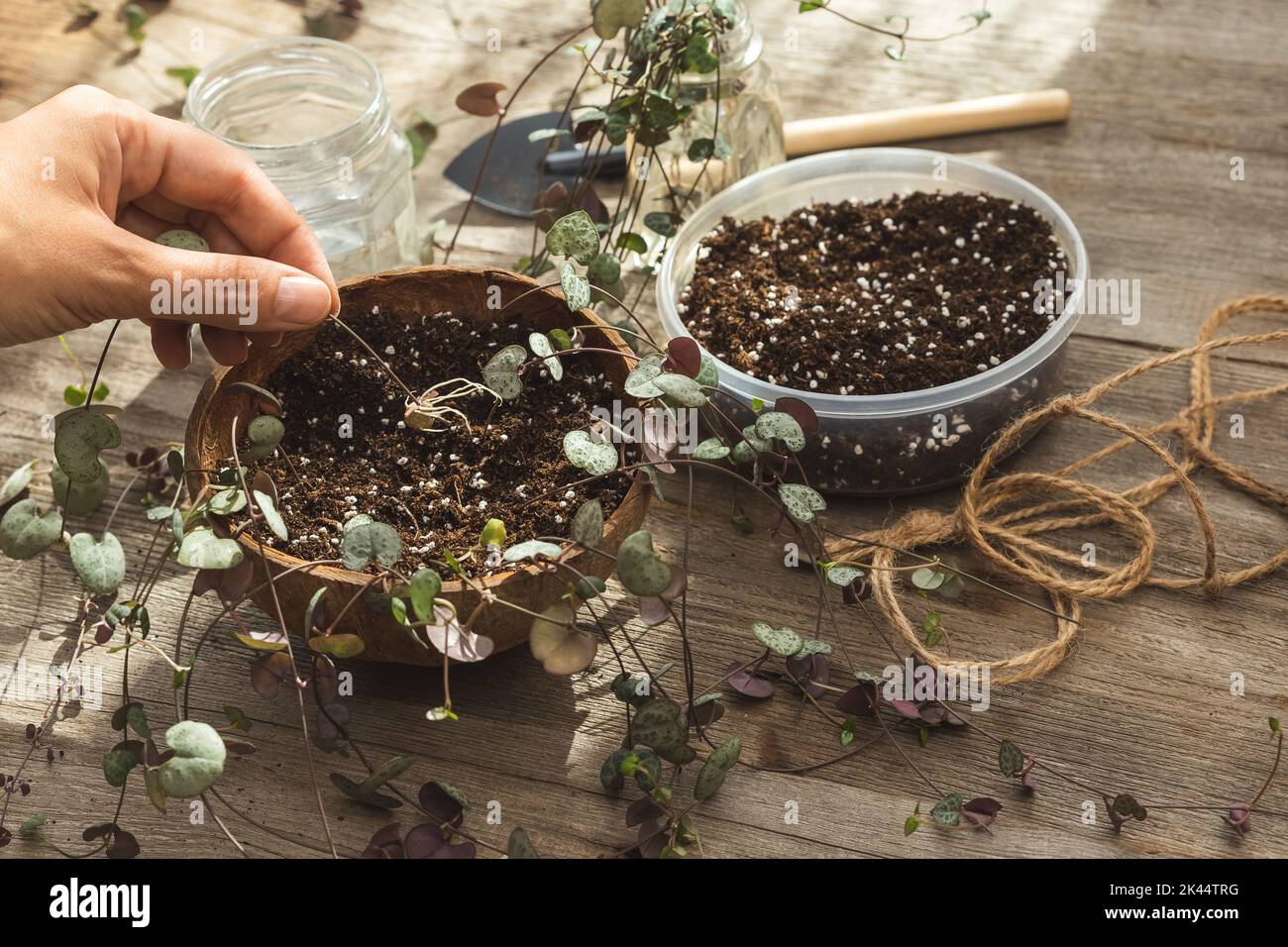 Female hand putting rooted tuber of Ceropegia Woodii house plant in soil. Houseplant propagation and planting process. String of Hearts plant planting Stock Photo