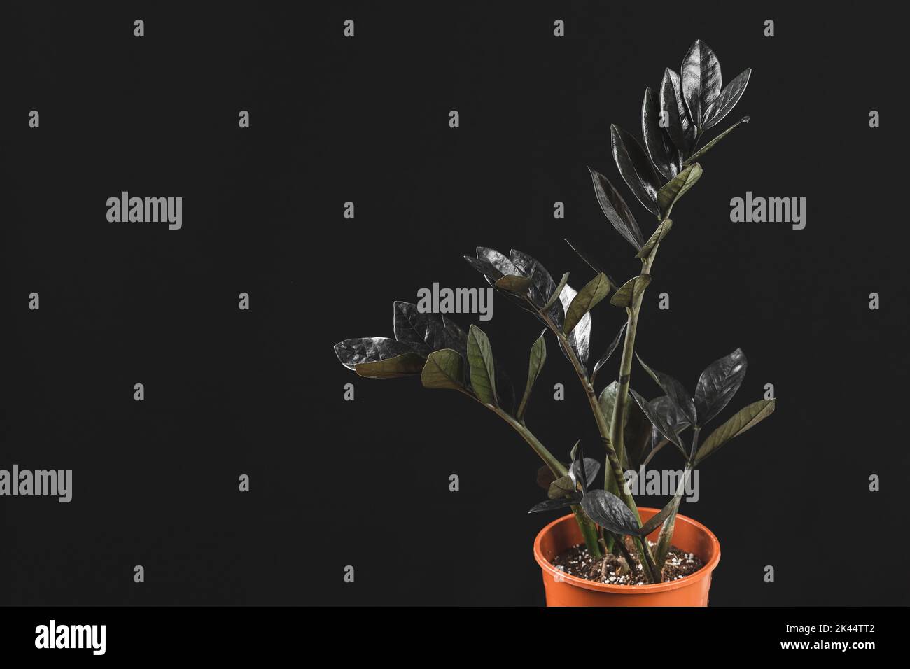 Zamioculcas Zamiifolia Raven, potted house plant with black leaves over black background with copy space. Spooky dark plants collection Stock Photo