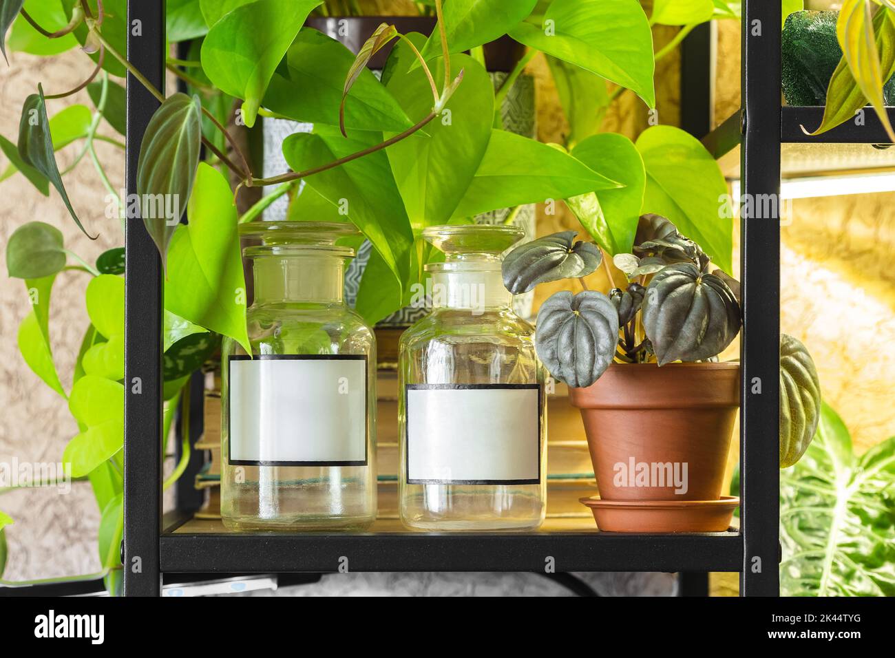 Blank label apothecary or medical jars with potted plants Epipremnum Neon, Peperomia Silver on the black metal industrial style shelf. Home garden ind Stock Photo