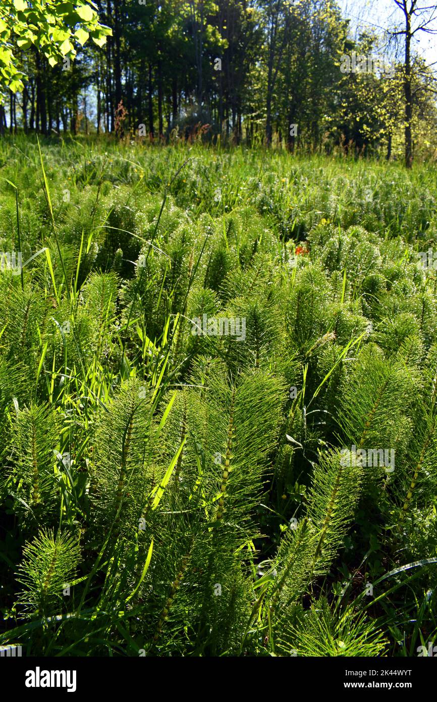 The great horsetail (Equisetum telmateia) It is a widely used medicinal plant Stock Photo