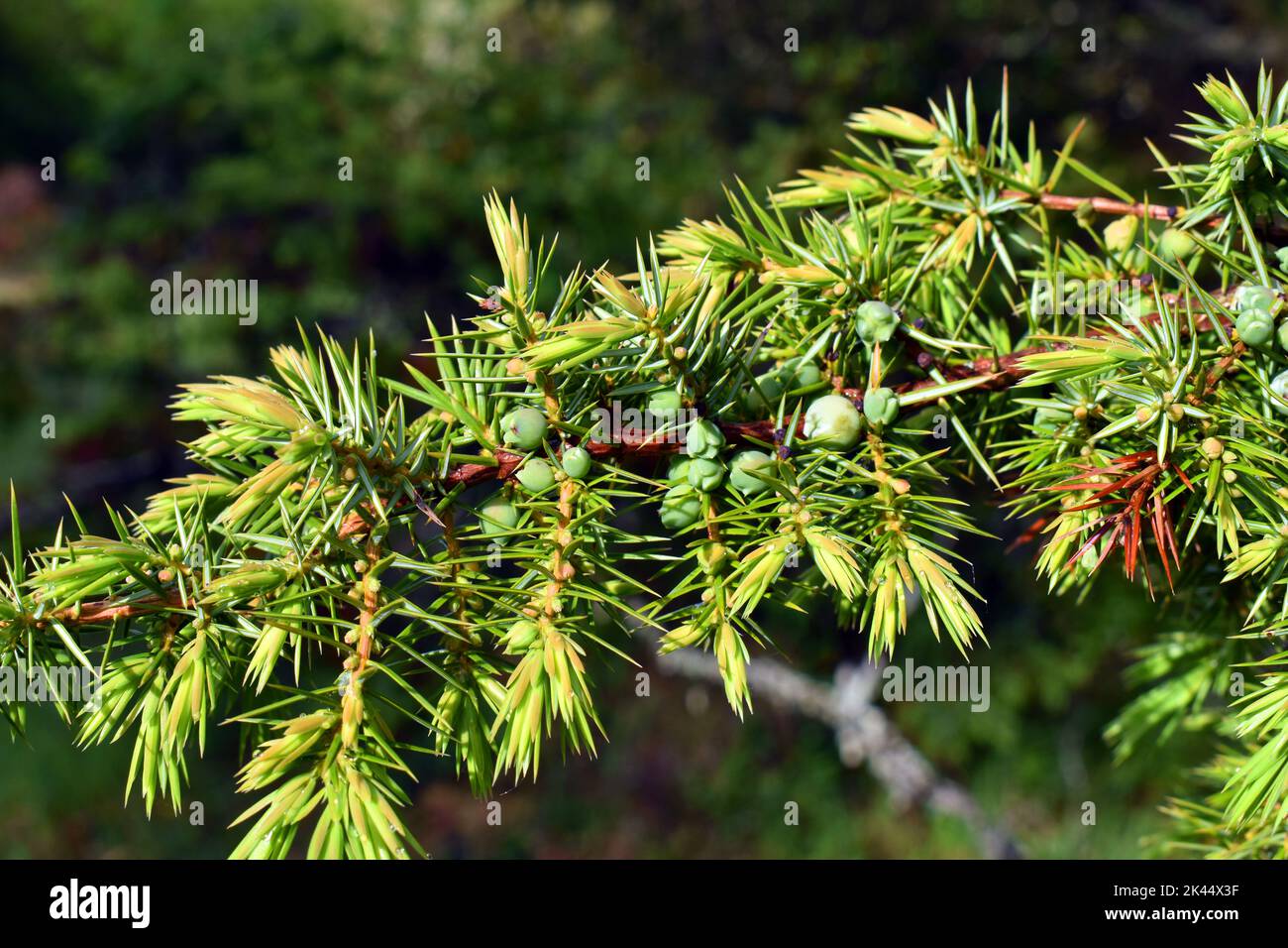 Green fruits and leaves of the juniper (Juniperus communis) Stock Photo