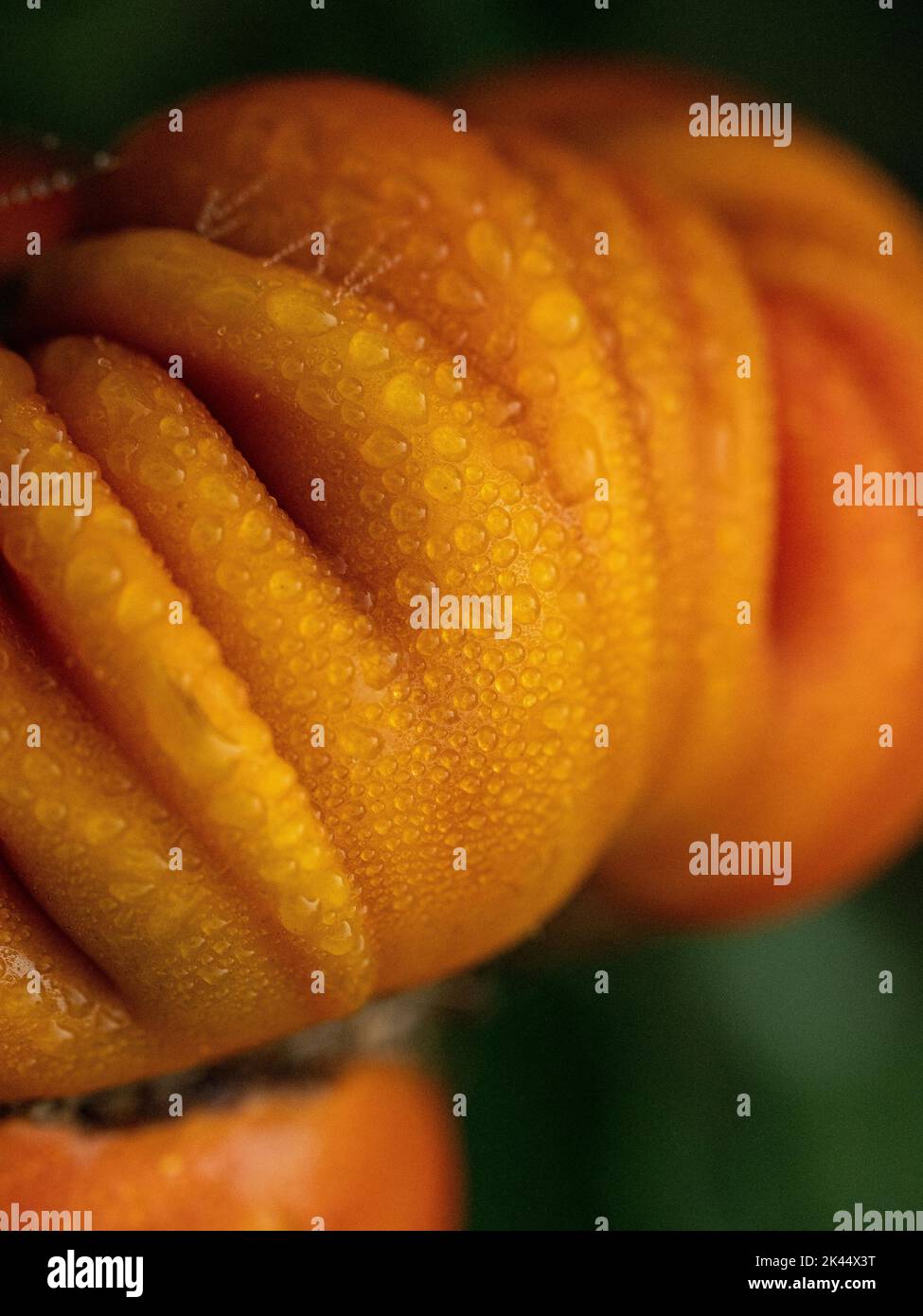 A close up of dewdrops on the orange ridged fruit of the outdoor tomato 'Castoluto Florentino'. Stock Photo