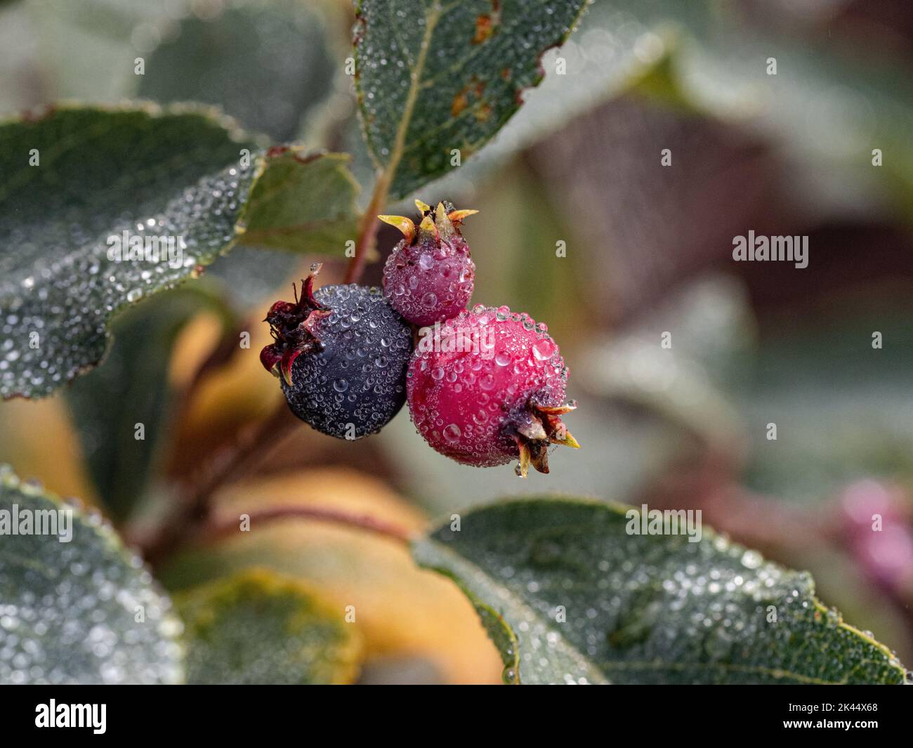 Glistening dewdrops on the ripening berries of Amelanchier alnifolia 'Obelisk' Stock Photo