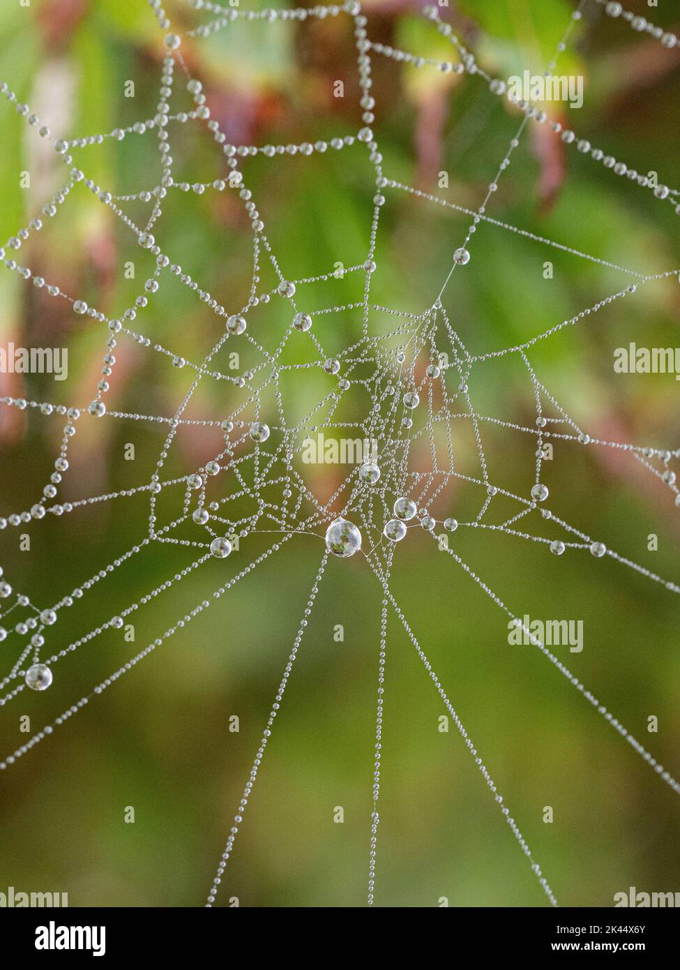 Dew drops collected on a spiders web sparkling in the early morning light Stock Photo