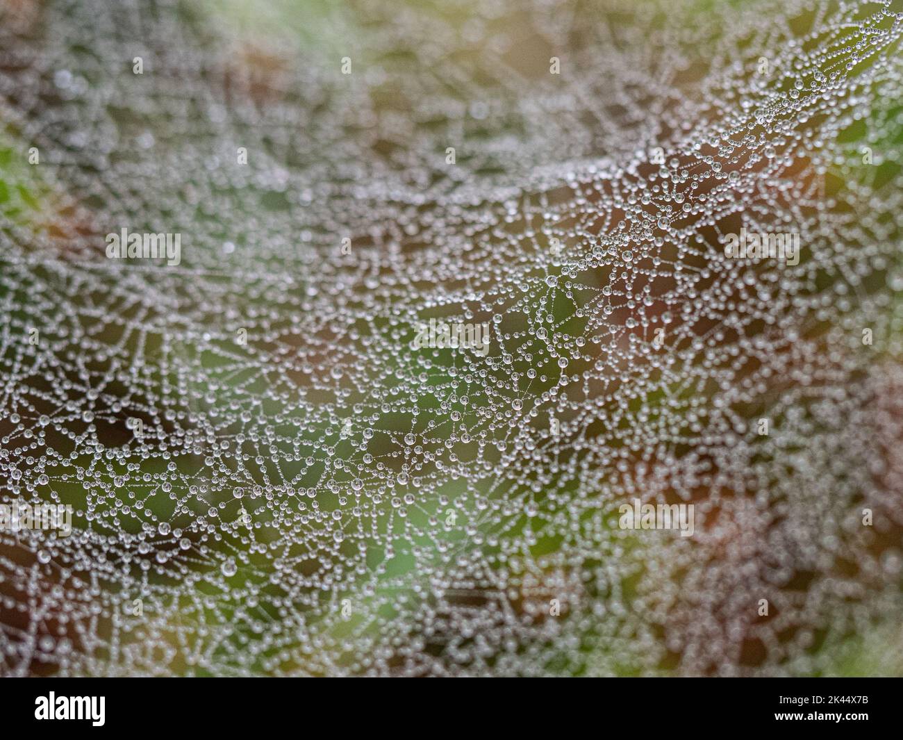 Spider Web Pattern Dew Dew drops collected on a spiders web sparkling in the early morning ...