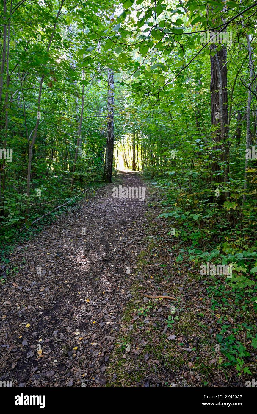 green forest with nice path straight through Stock Photo