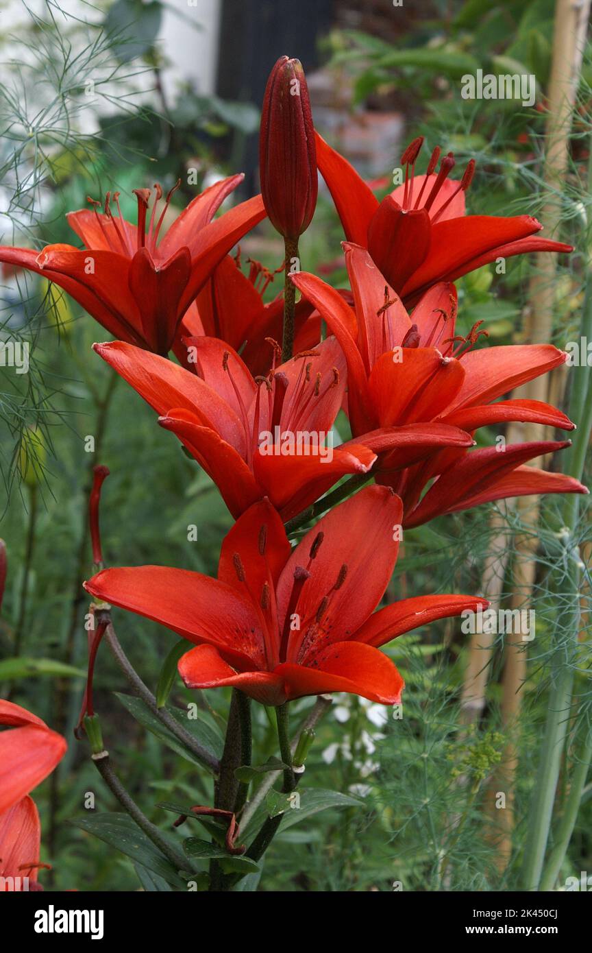 Red lily flower photo Stock Photo Alamy