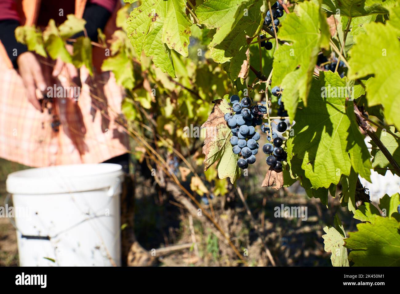 Farmer picking grapes from the vineyard on harvest season Stock Photo