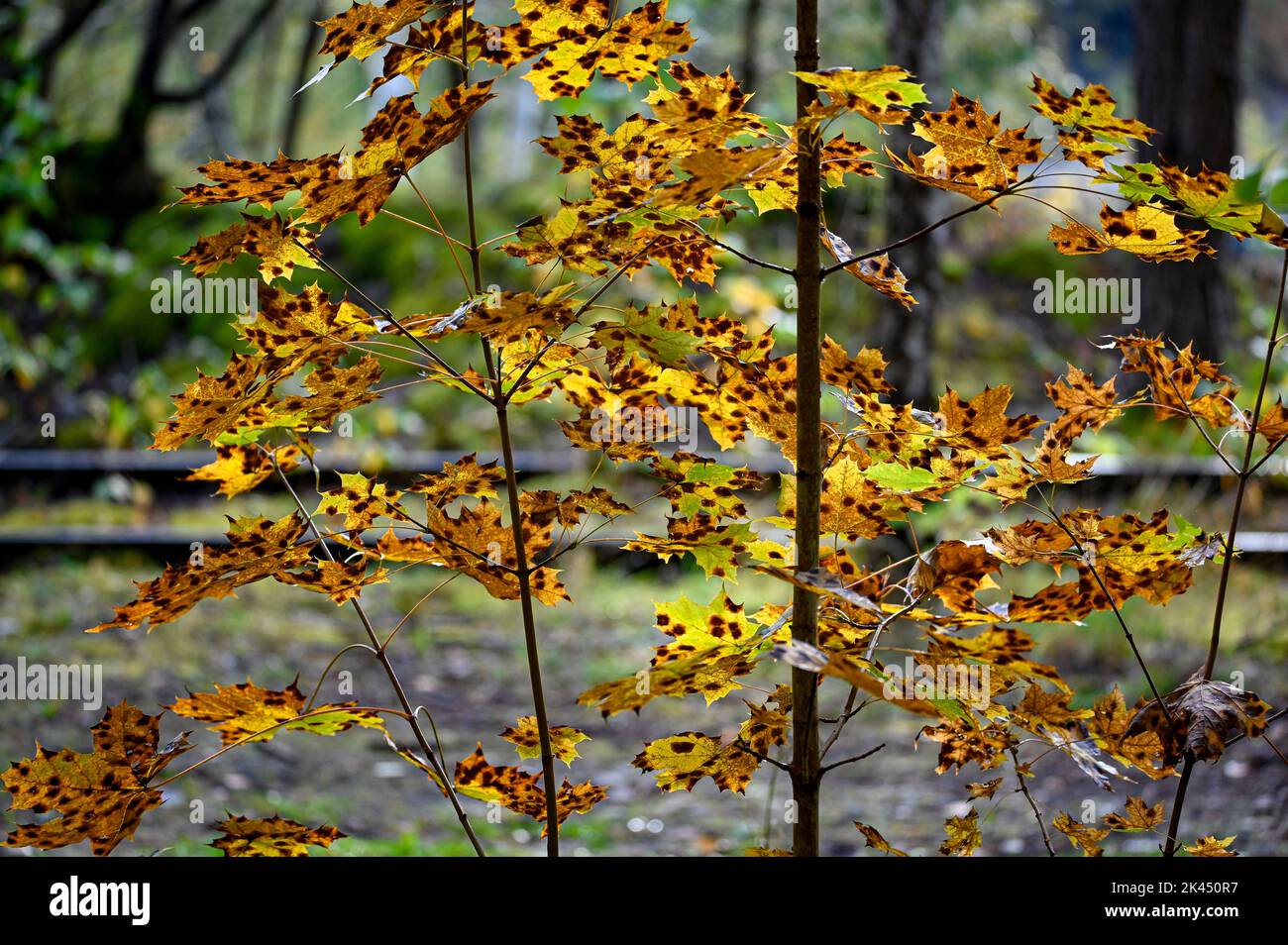 Rhytisma acerinum Tar spots on maple leaves Stock Photo
