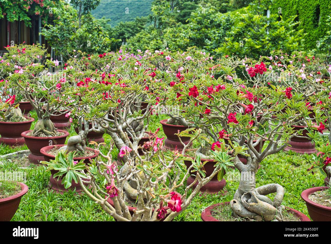 Vibrant red adenium flower hi-res stock photography and images - Alamy