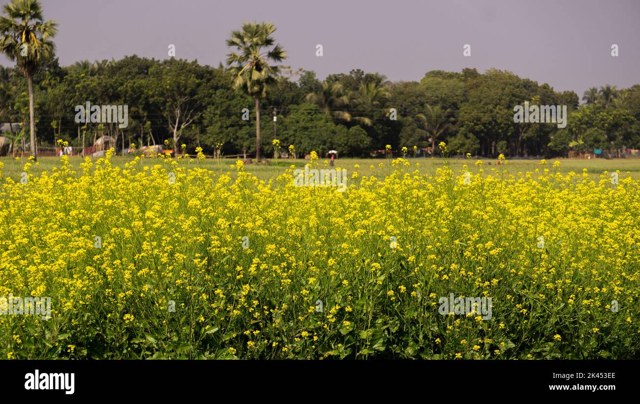 Mustard Rows Vast mustard fields. Rows of yellow mustard flowers. Natural pictures ...