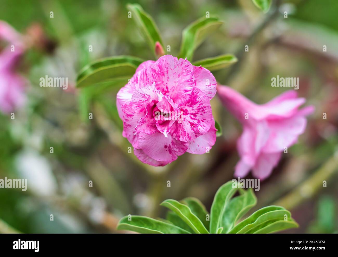 Flower of Adenium obesum  Sup Soom Boom Mutation close up Stock Photo