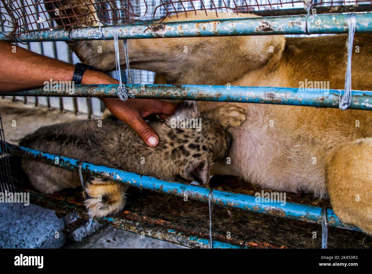 Gaza City, Gaza Strip, Palestine. 28th Sep, 2022. Gaza, Palestine. 28