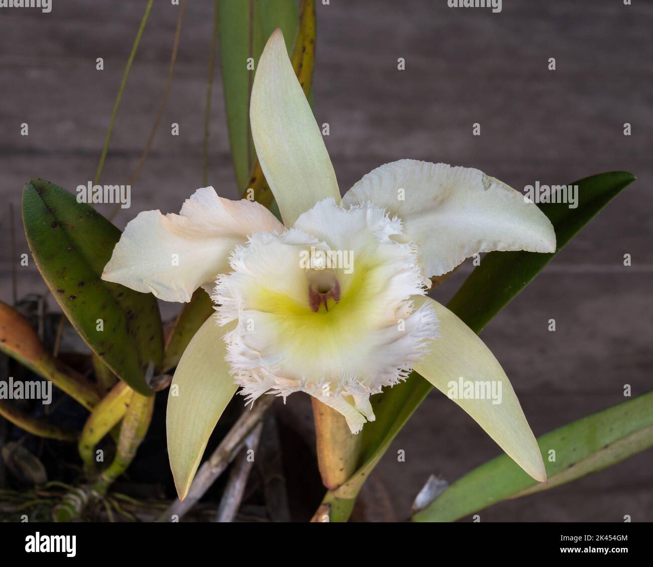Closeup view of beautiful delicate ivory white and yellow cattleya hybrid orchid flower isolated on natural wooden background Stock Photo