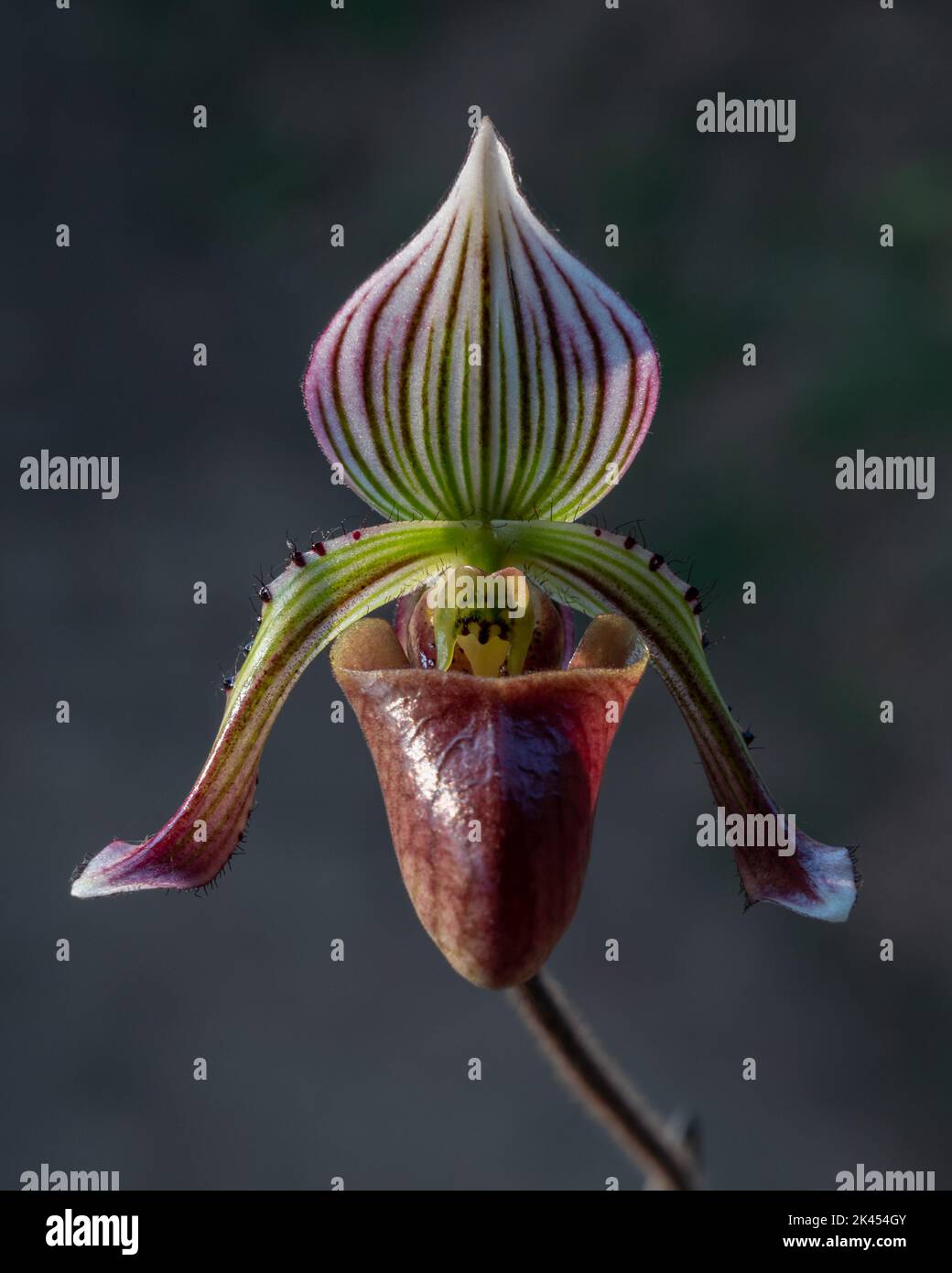 Closeup front view of beautiful purple, white and green lady slipper orchid flower paphiopedilum fowliei species isolated on natural background Stock Photo