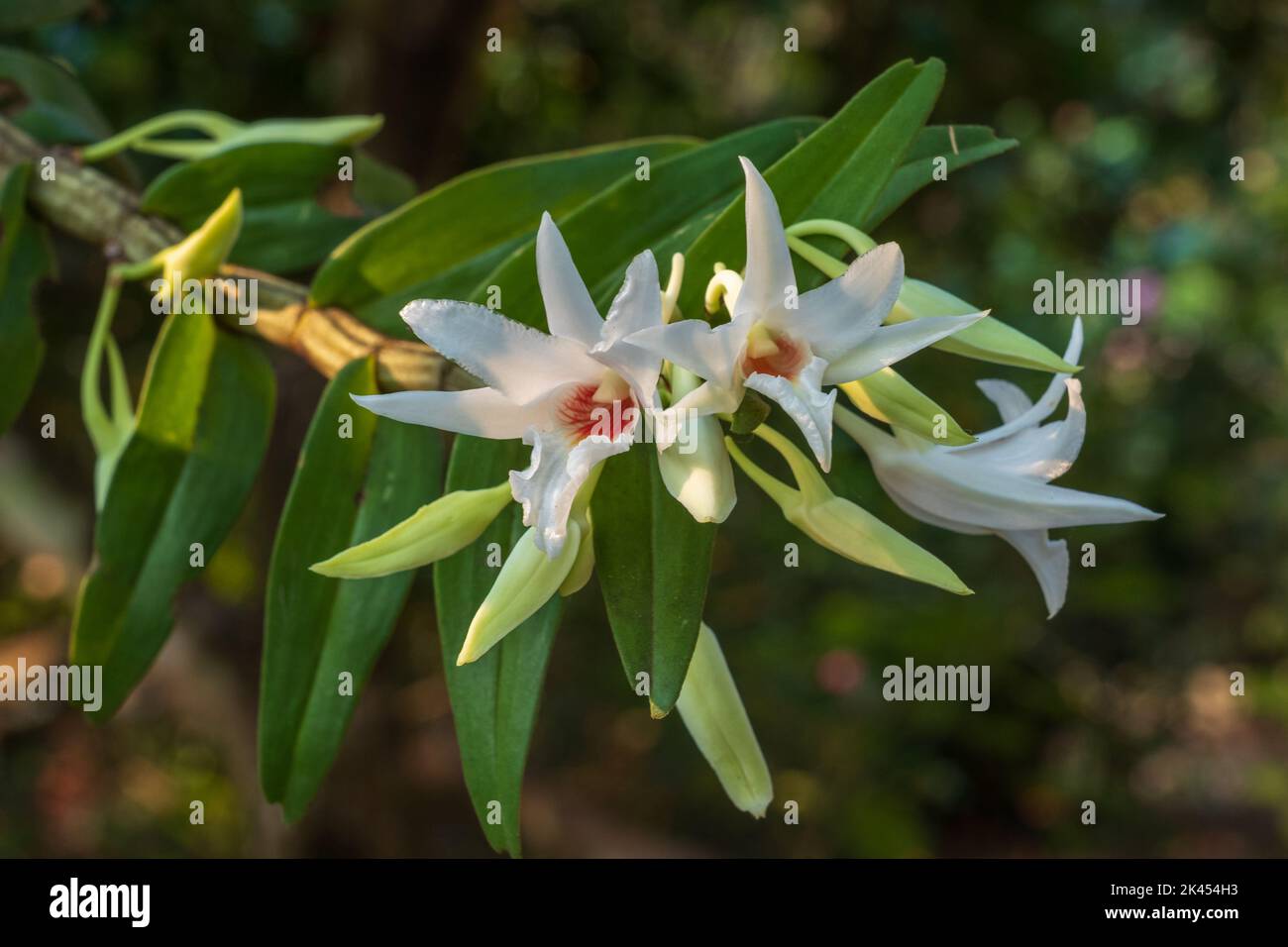 Closeup view of delicate white and orange dendrobium draconis epiphytic orchid species blooming outdoors on natural background Stock Photo