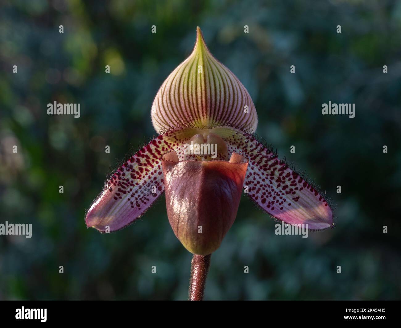 Closeup front view of lady slipper orchid paphiopedilum superbiens (species) with purple red flower outdoors in sunlight on natural background Stock Photo