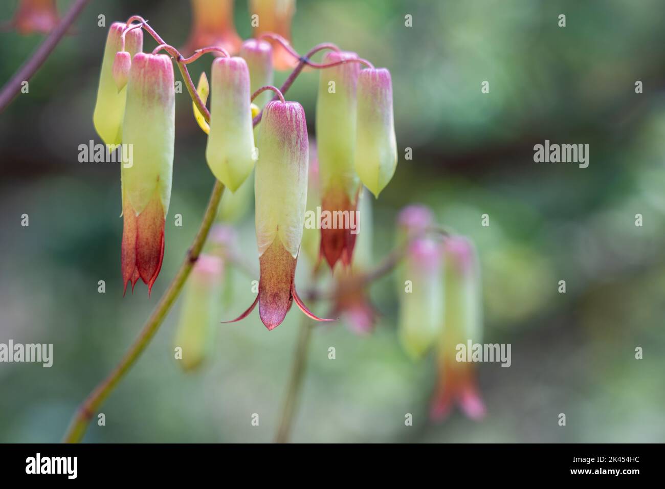 Closeup View Of Red Pink And Yellow Green Flowers Of Tropical Succulent closeup-view-of-red-pink-and-yellow-green-flowers-of-tropical-succulent