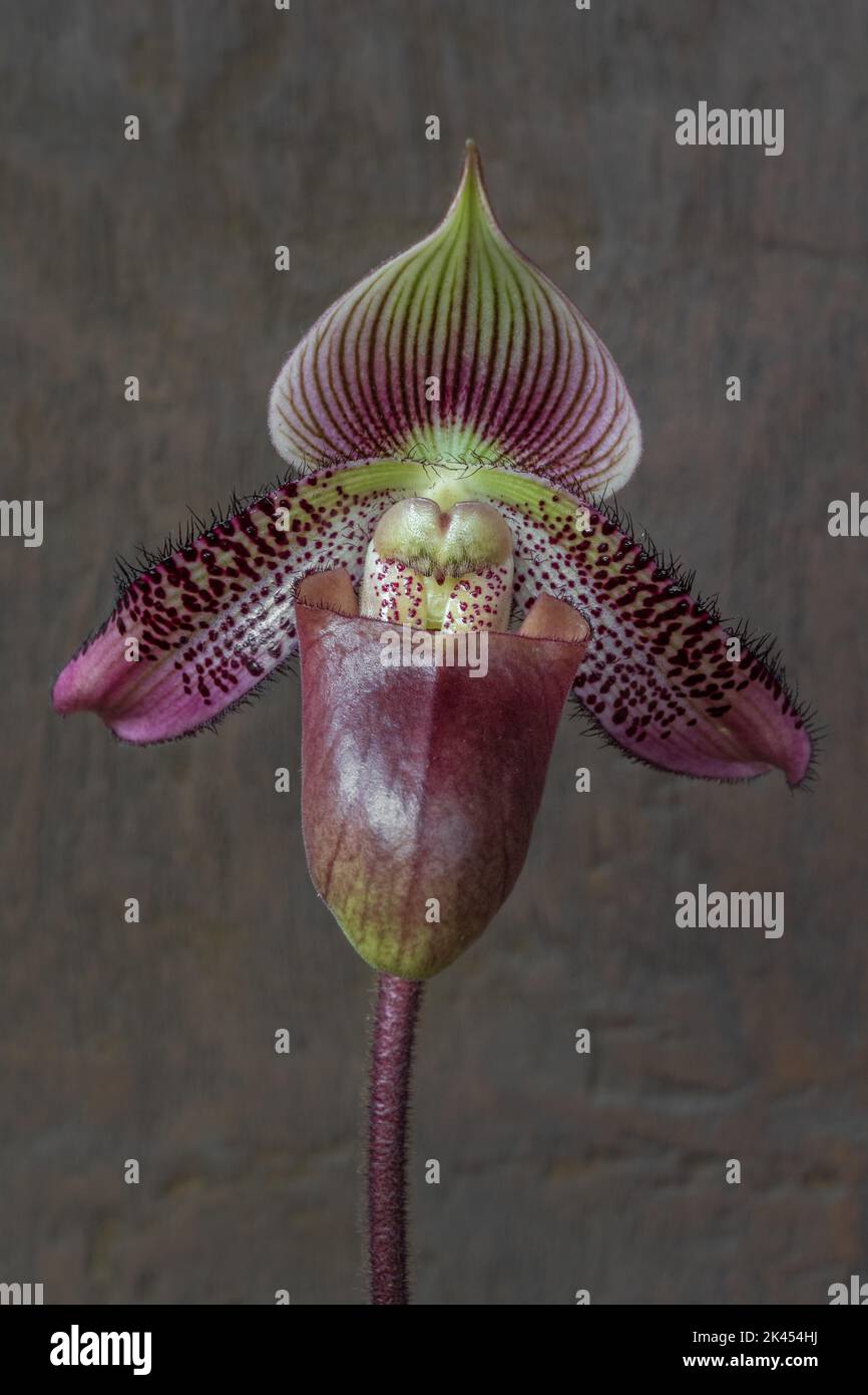 Closeup view of lady slipper orchid species paphiopedilum superbiens with beautiful purple red and yellow green flower isolated on wooden background Stock Photo