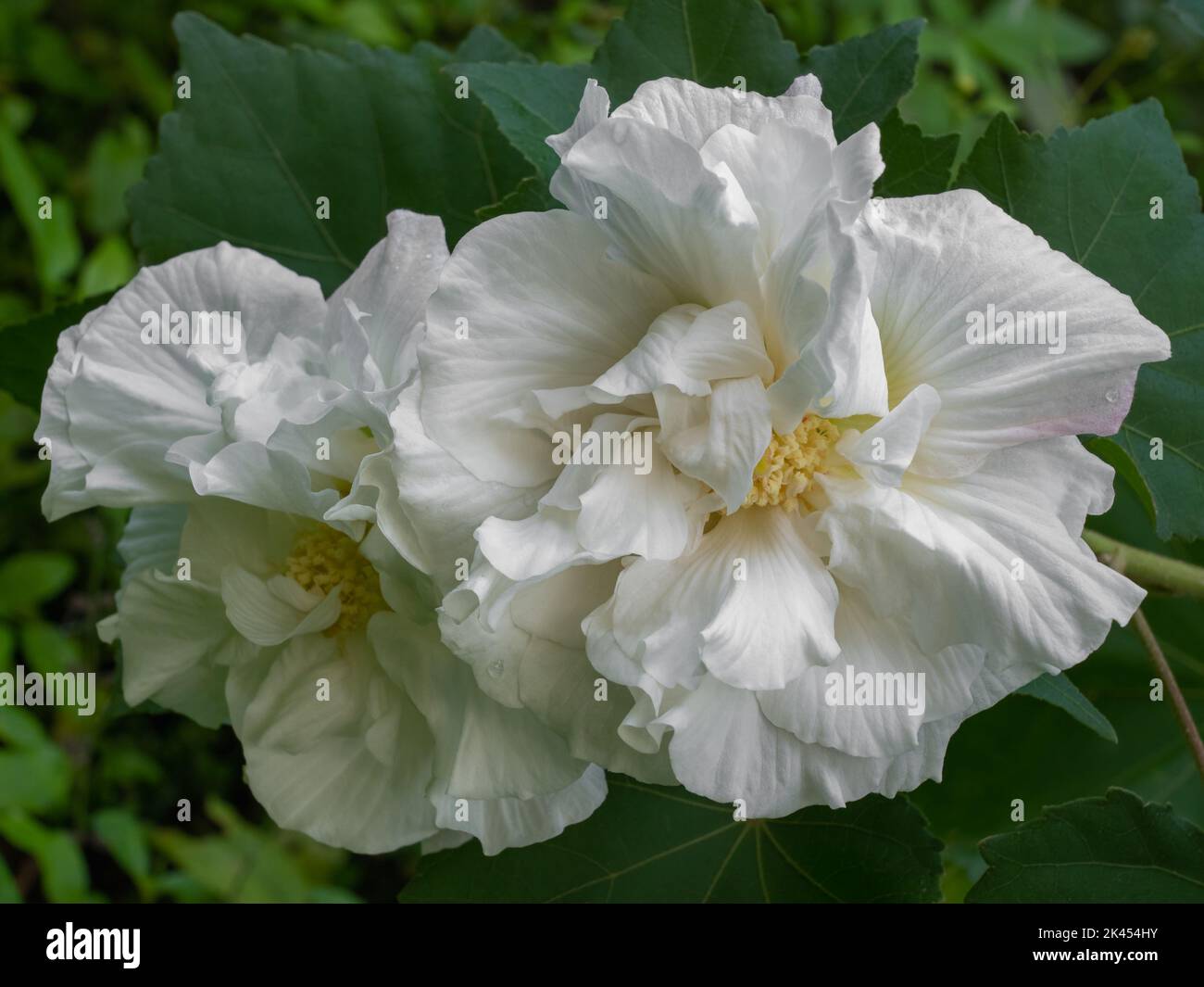 Closeup view of fresh white hibiscus mutabilis aka Confederate rose or Dixie rosemallow flowers in outdoor tropical garden on natural background Stock Photo