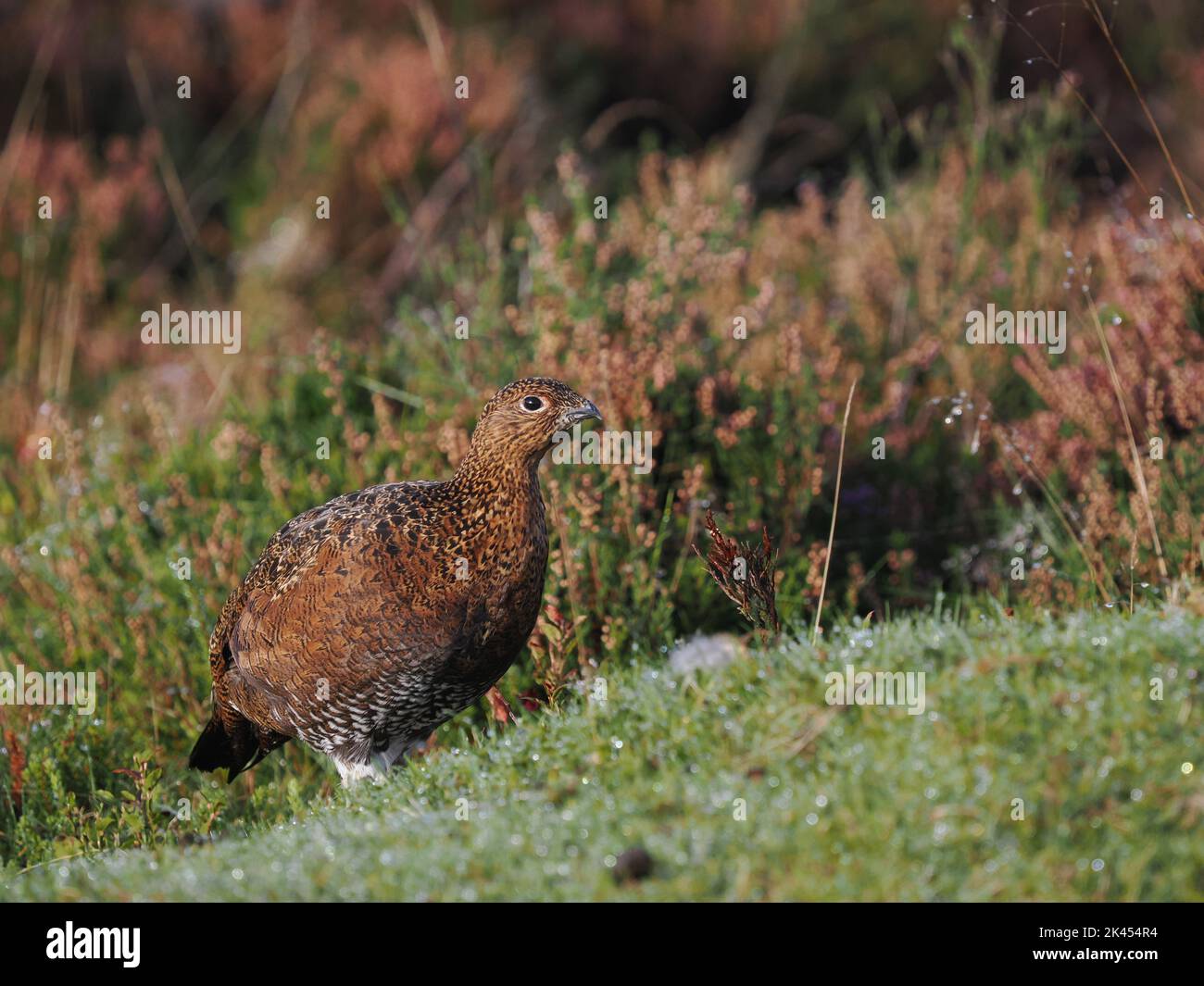 Red grouse on upland moors in North Wales, the male with a red comb above its eye, females lack the comb ! Stock Photo
