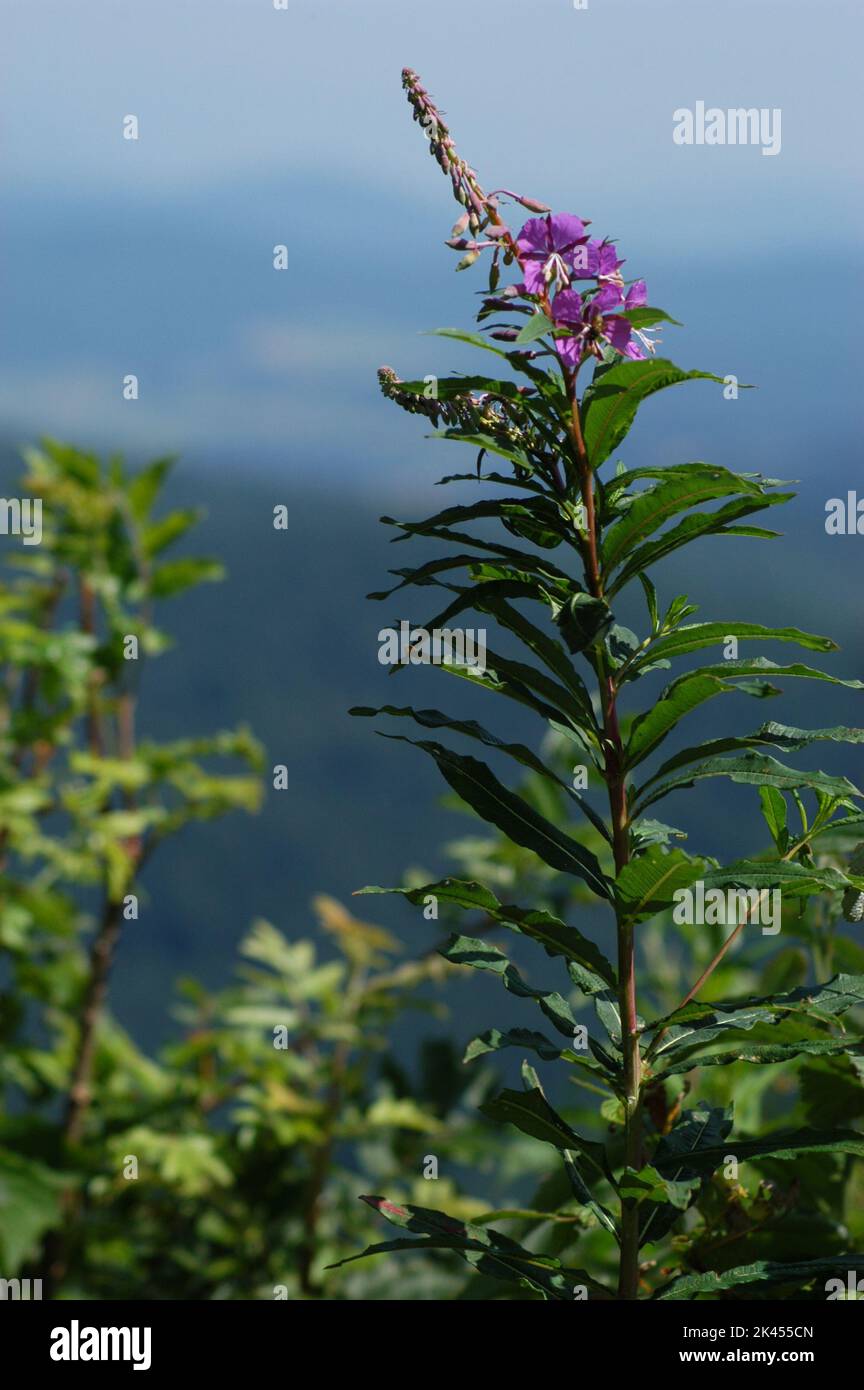 Purple flower in nature Stock Photo