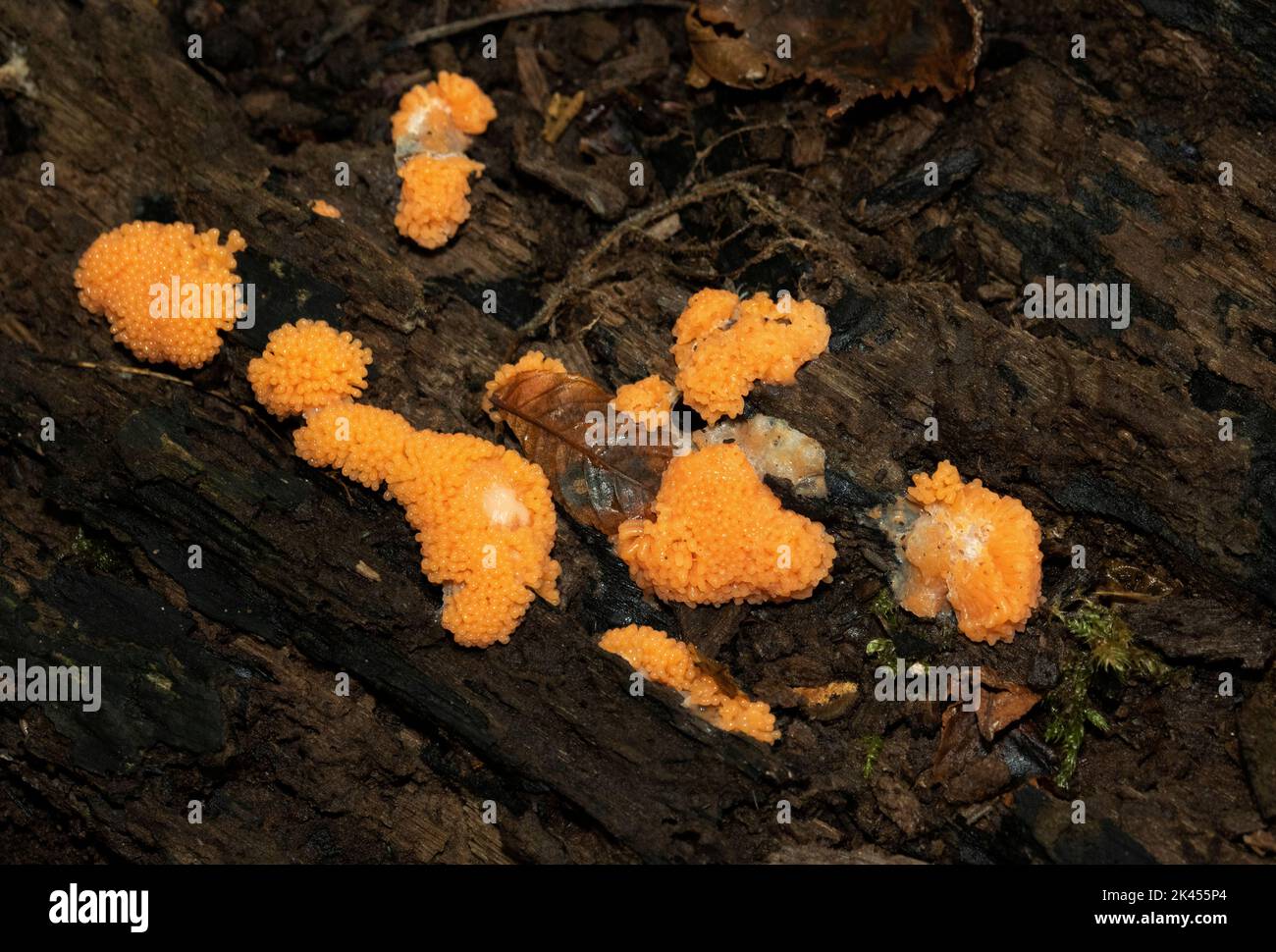 Slime Mould spend most of their lives as microscopic single cell amoeboid like Protozoans. When they coalesce and mate they form these slime moulds Stock Photo