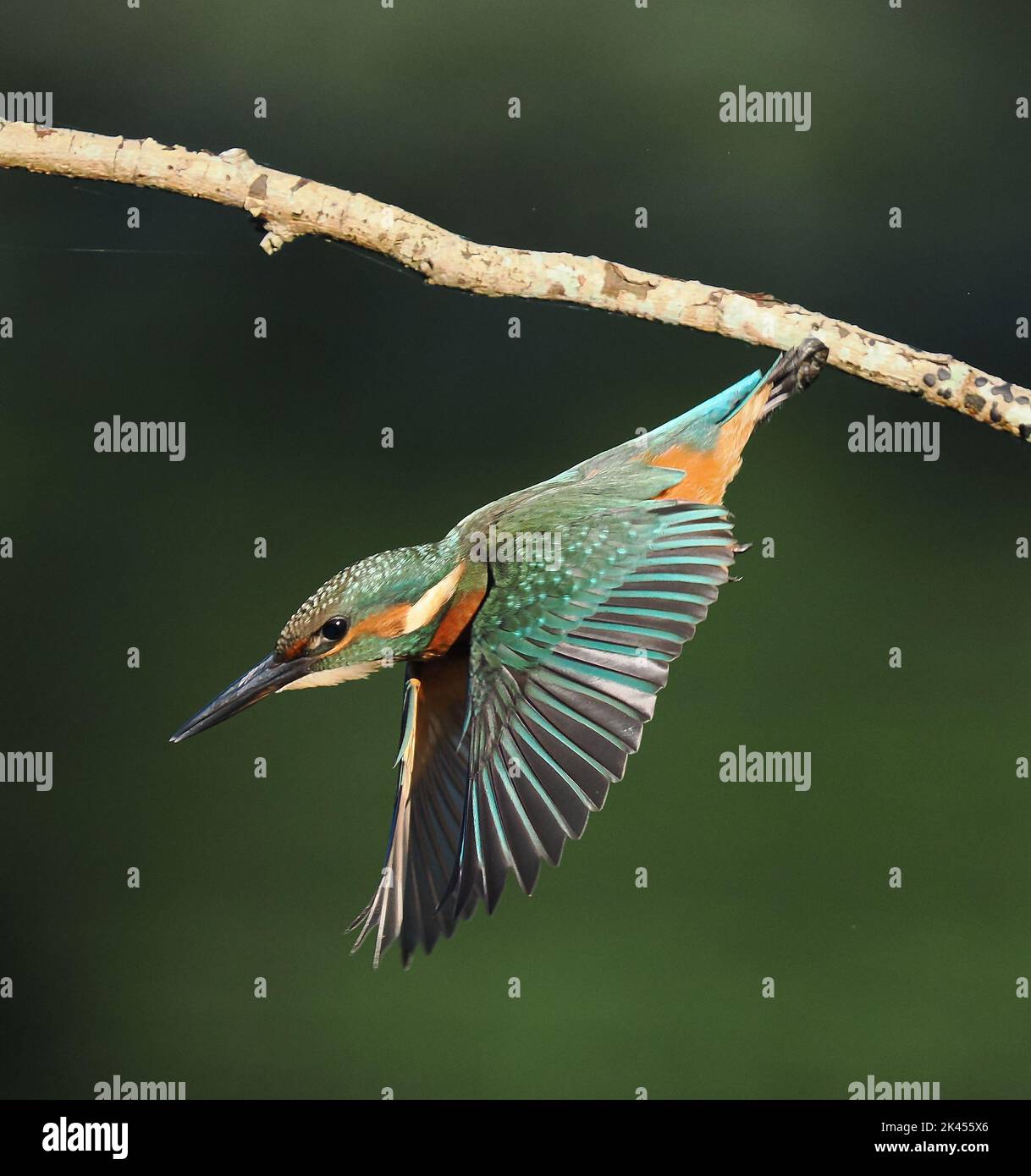 Kingfisher, diving for aquatic prey from a perch. Stock Photo