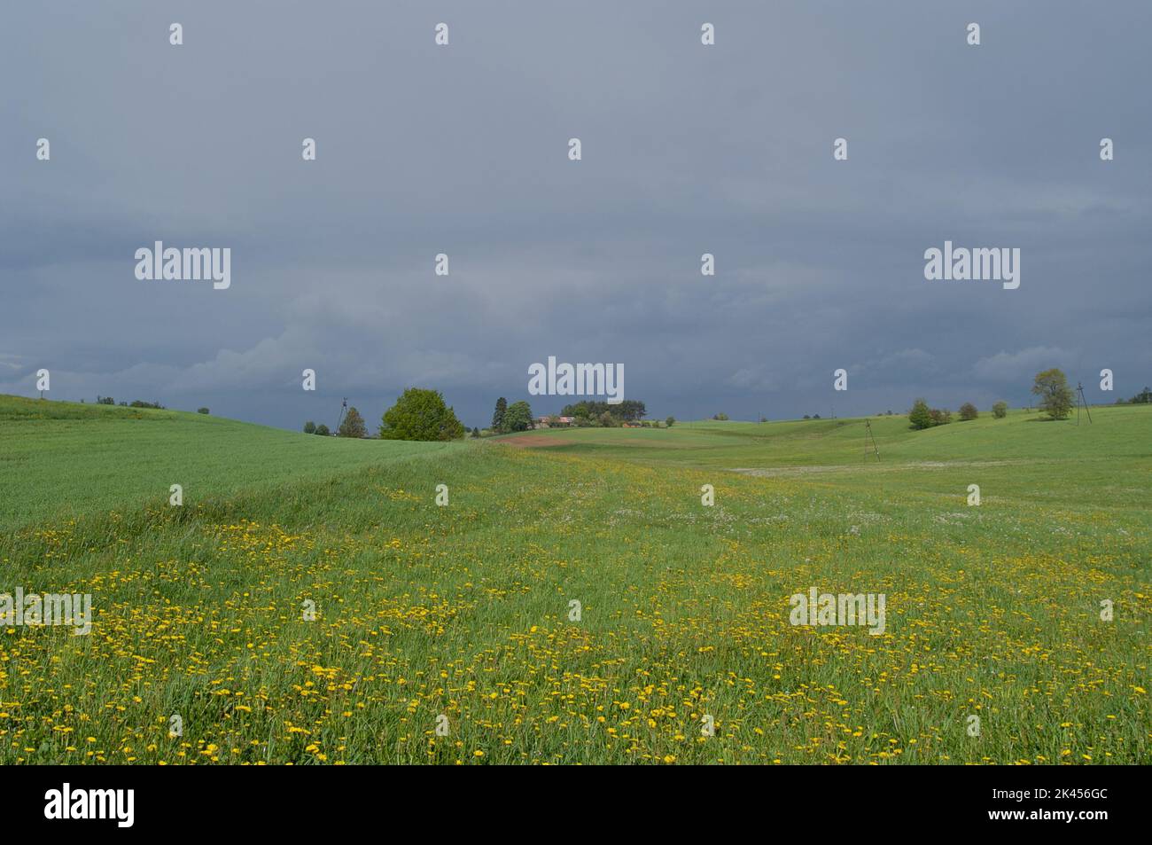 Fresh green grass with bright blue sky - Stock Image Stock Photo - Alamy