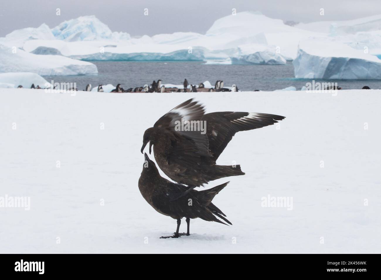 The close-up view of a couple of crows mating in the snow field before