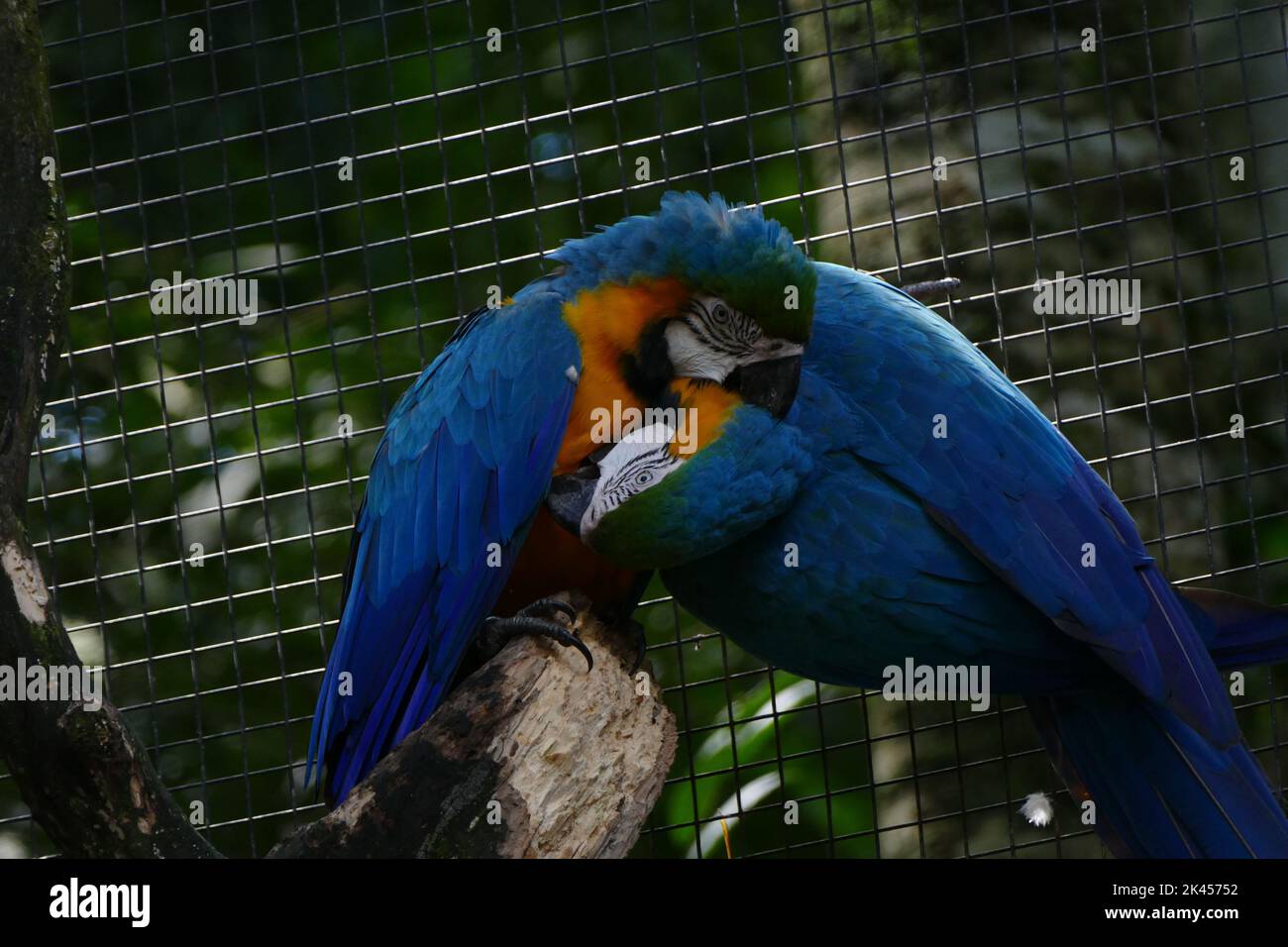 The close-up view of a couple of Macaw parrots kissing while perching ... - Including Window Views Cages For Noble Macaws