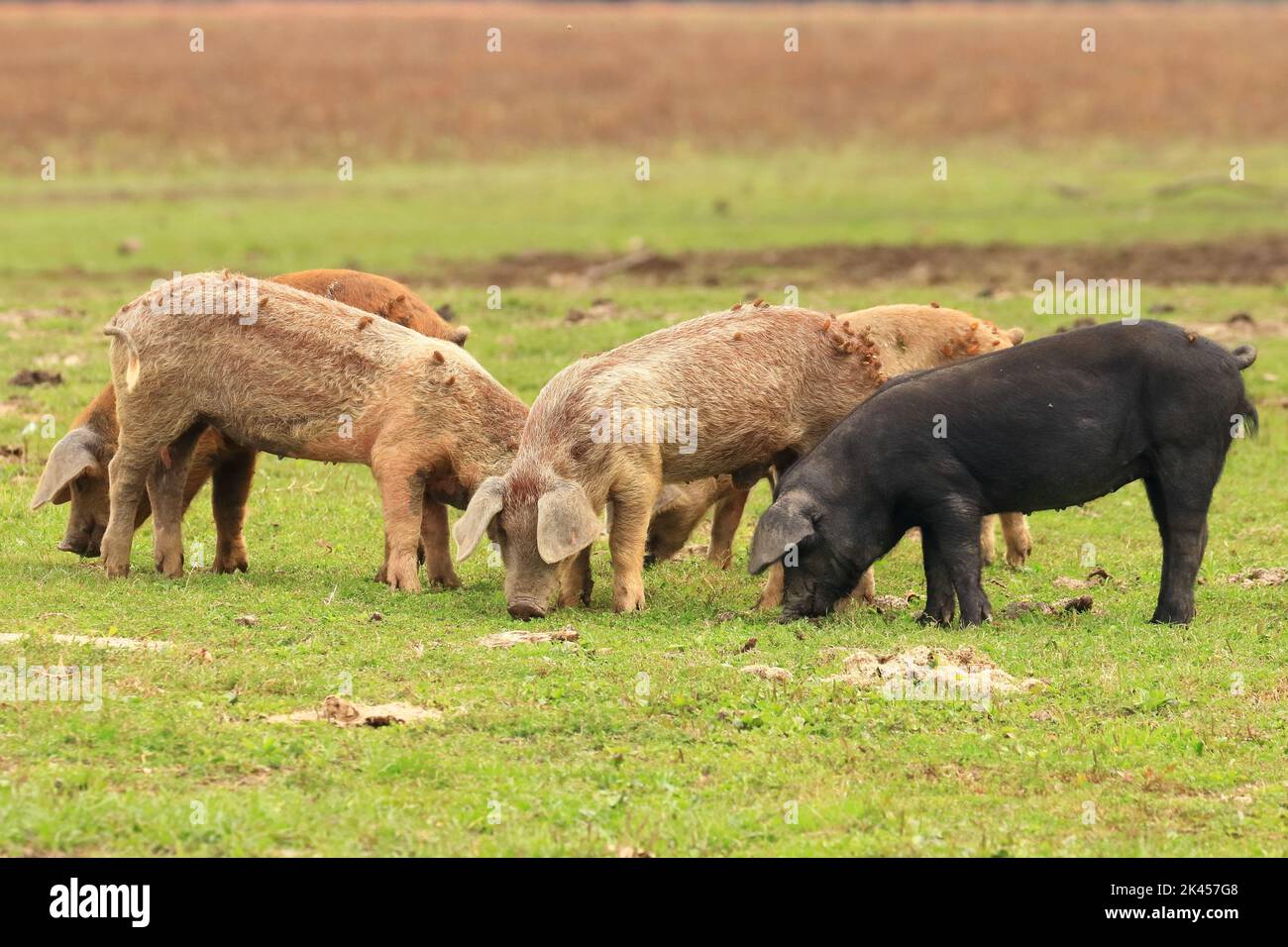 pigs-on-farm-domestic-animals-funny-scene-stock-photo-alamy